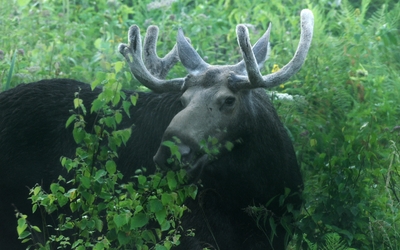 Mon Premier Festival 2025 - Dans les bois de Mindaugas Survila