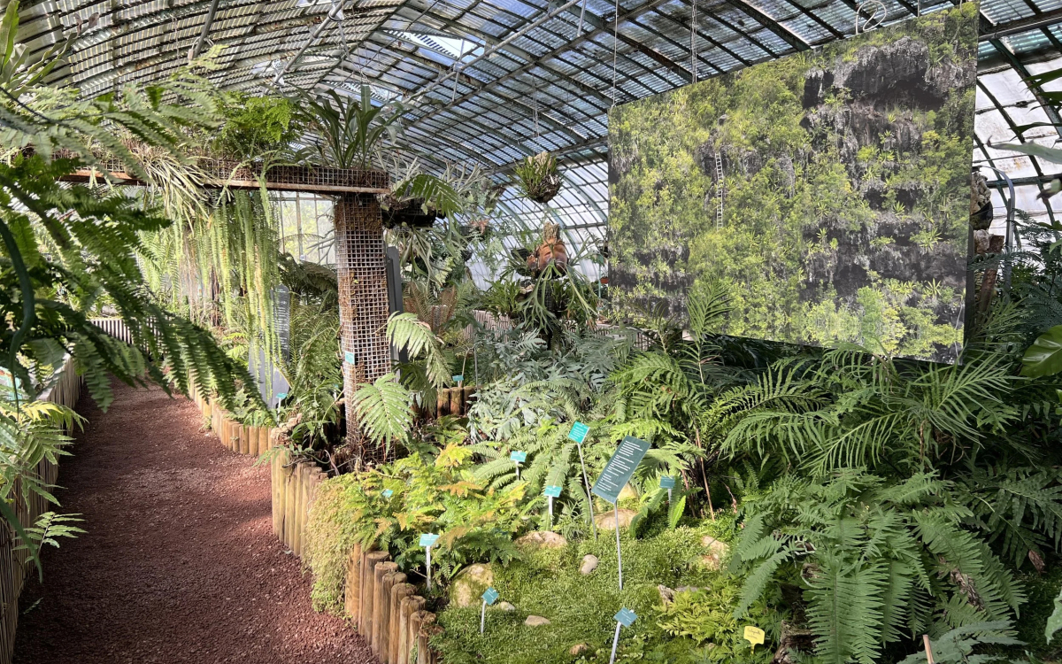 Serre Fougères, au jardin des Serres Historiques d’Auteuil