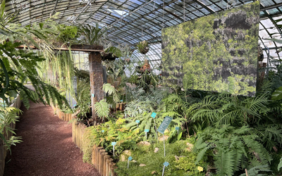 Serre Fougères, au jardin des Serres Historiques d’Auteuil