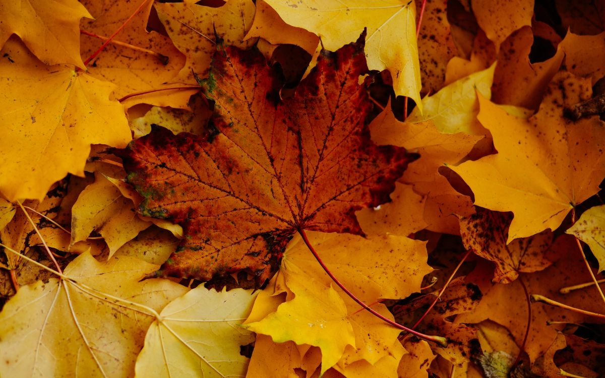 feuilles mortes d'automne 