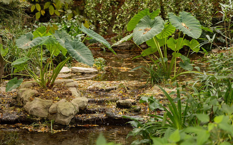 Les plantes du jardin de la Nouvelle-France (8e)