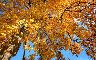 Arbre avec des feuilles jaunes 
