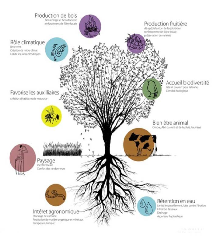 Image des différents services écosystémiques rendus les haies.