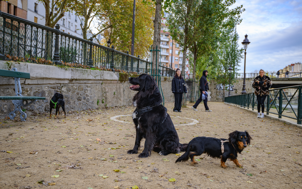 Un petit et un gros chien dans un espace canin, quai de Jemmapes, 10e. 