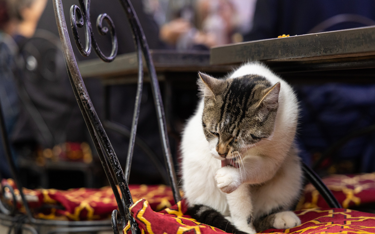 Un chat fait sa toilette dans le marché couvert des Enfants Rouges. 
