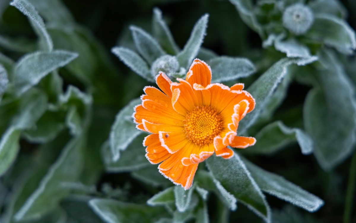 Fleur gelée au bois de Vincennes. 