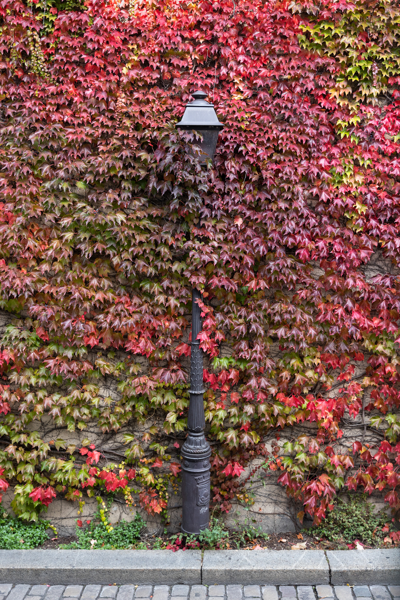 L’étreinte de l’automne.