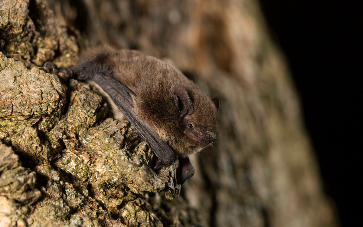 Une chauve-souris sur un tronc d'arbre. 