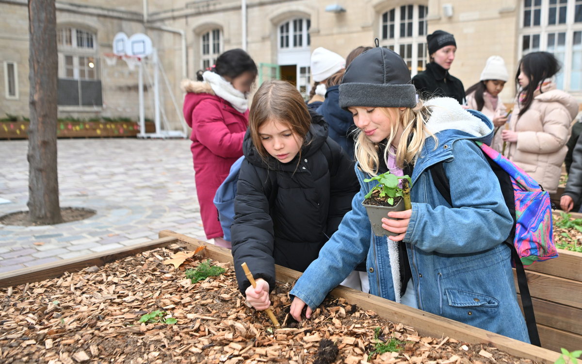 Des enfants s'occupent de plantes dans la cour oasis de l'école Amiral Roussin (15e).  