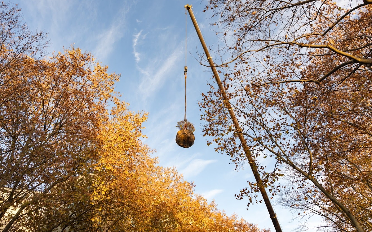 La saison des plantations 2025-2026 est lancée