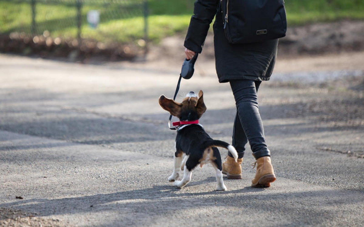Un chien tenu en laisse dans un parc