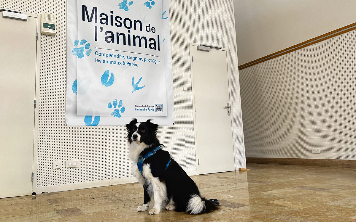 Un chien assis dans le hall de la maison de la l'Animal