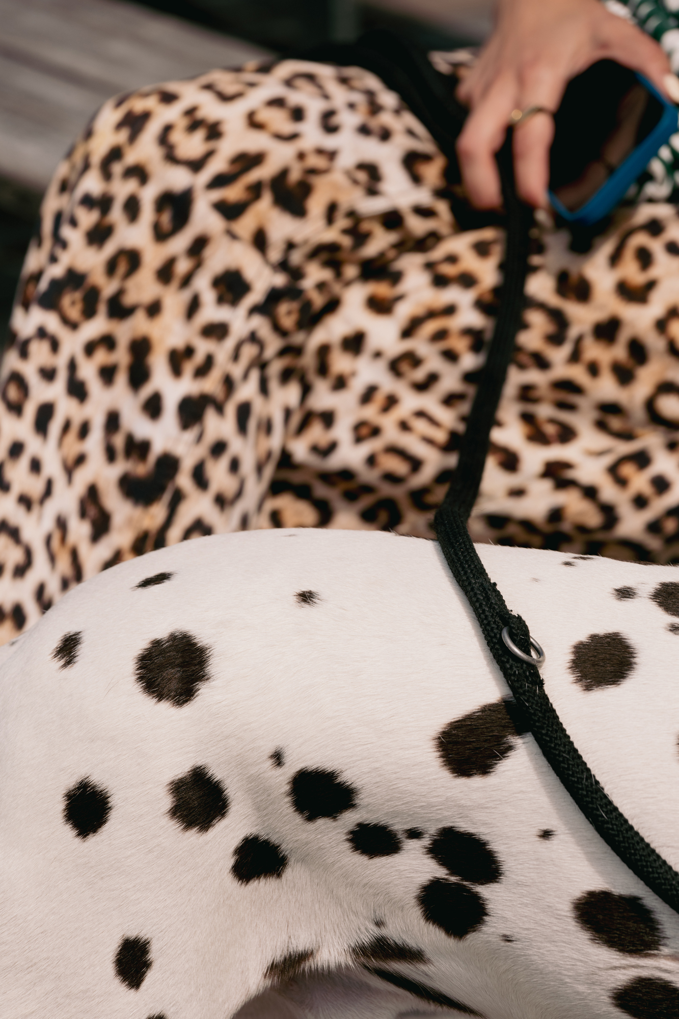 Félins pour l'autre.