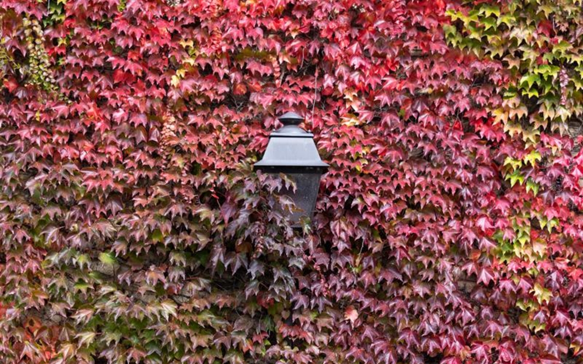 lampadaire entouré de feuilles de lierre