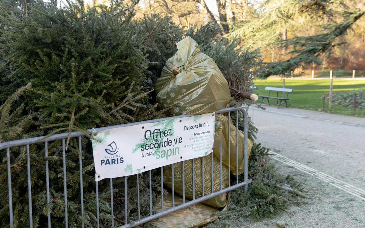 des sapins rassemblés en un point de collecte situé dans un parc