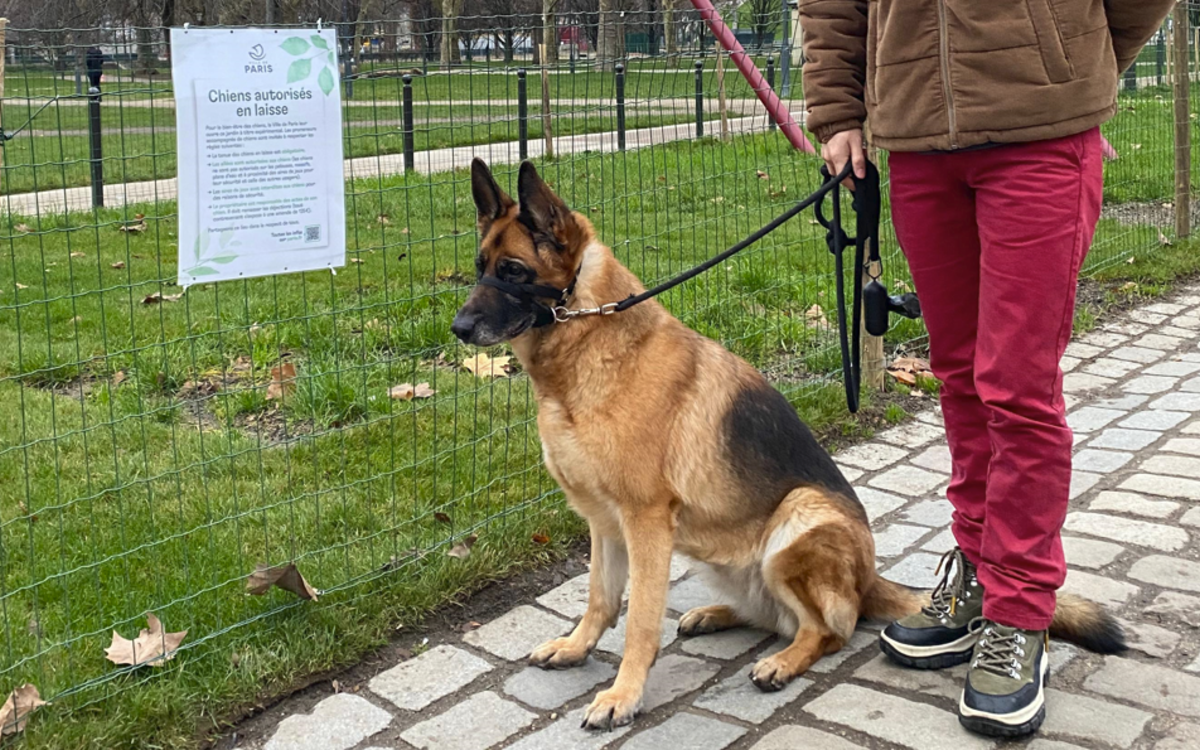 Un chien tenu en laisse dans un parc 