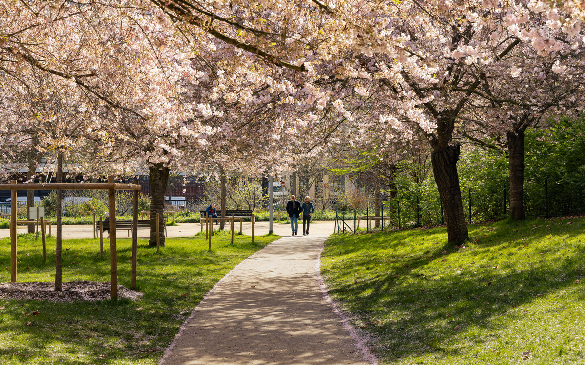 Deux passants sous les cerisiers en fleurs