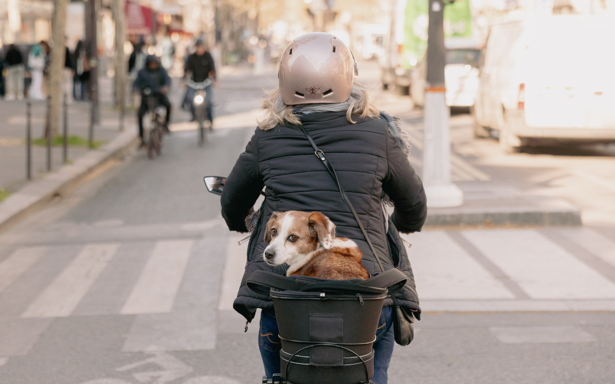 Une personne à vélo, avec son chien dans un panier à l'arrière. 
