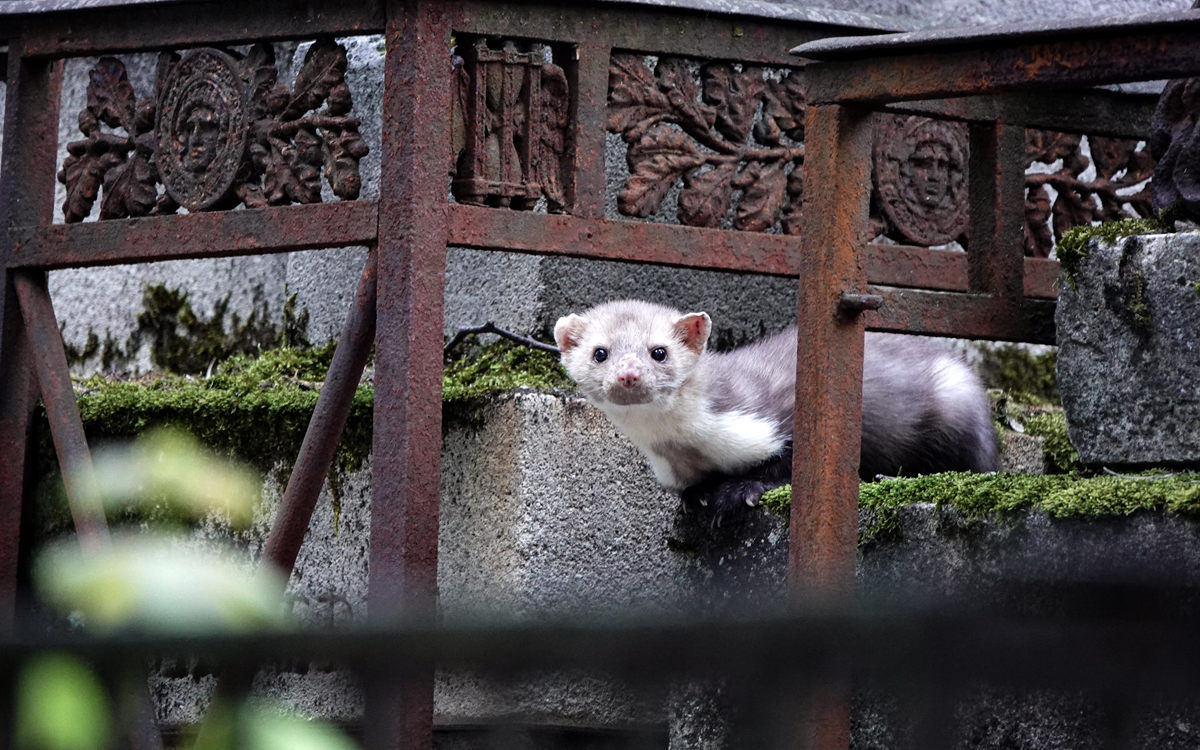 Une fouine (martes foina) se promène dans le Cimetière du Père Lachaise.