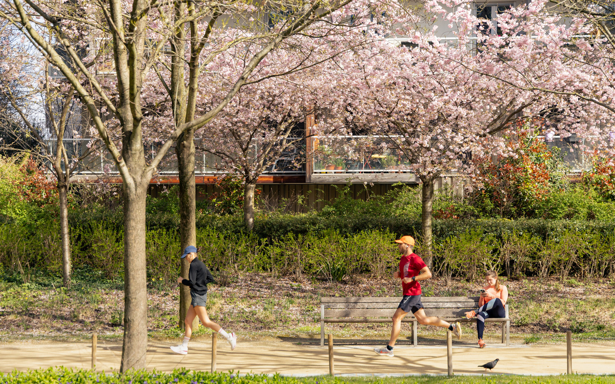 Photo de coureurs sous les cerisiers en fleur.