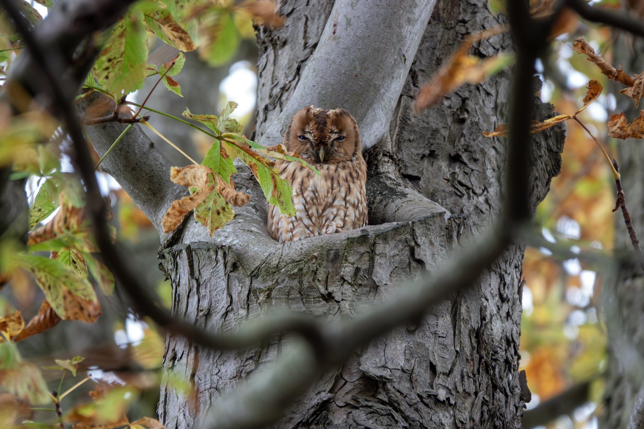 Chouette observée dans le creux d'un tronc d'arbre, dans le cimetière du Père Lachaise.