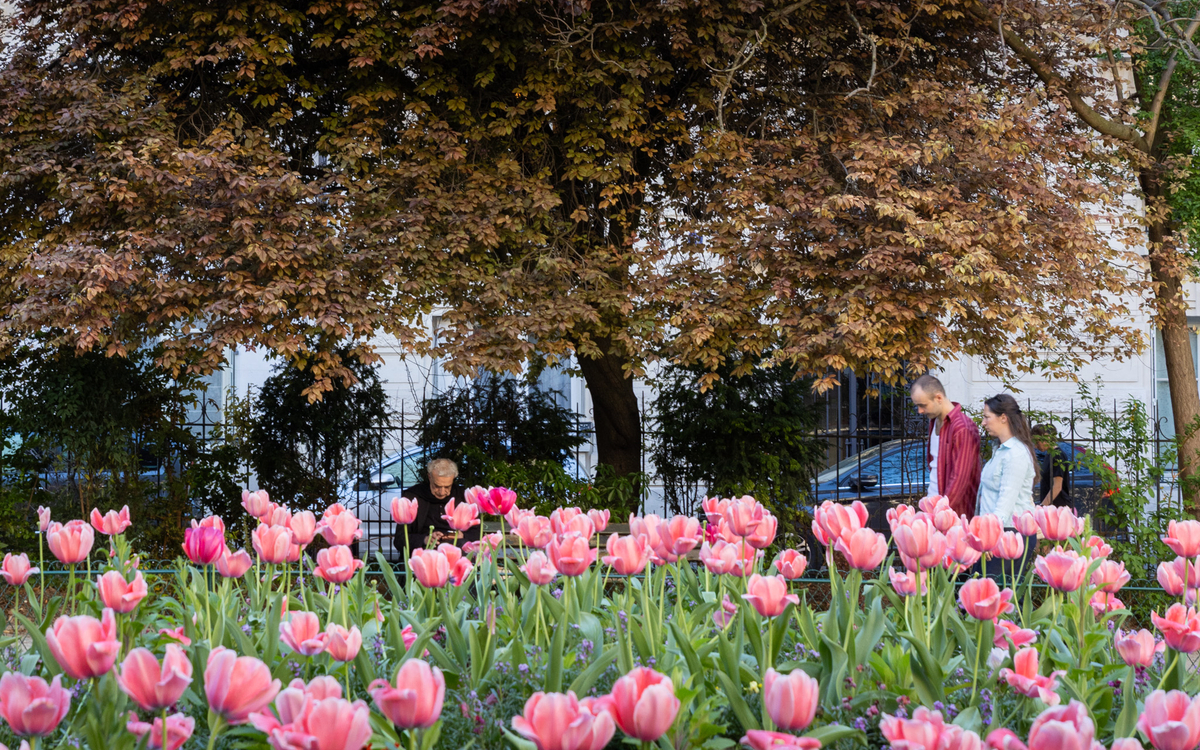 Parterre de tulipes dans le square Clignancourt 