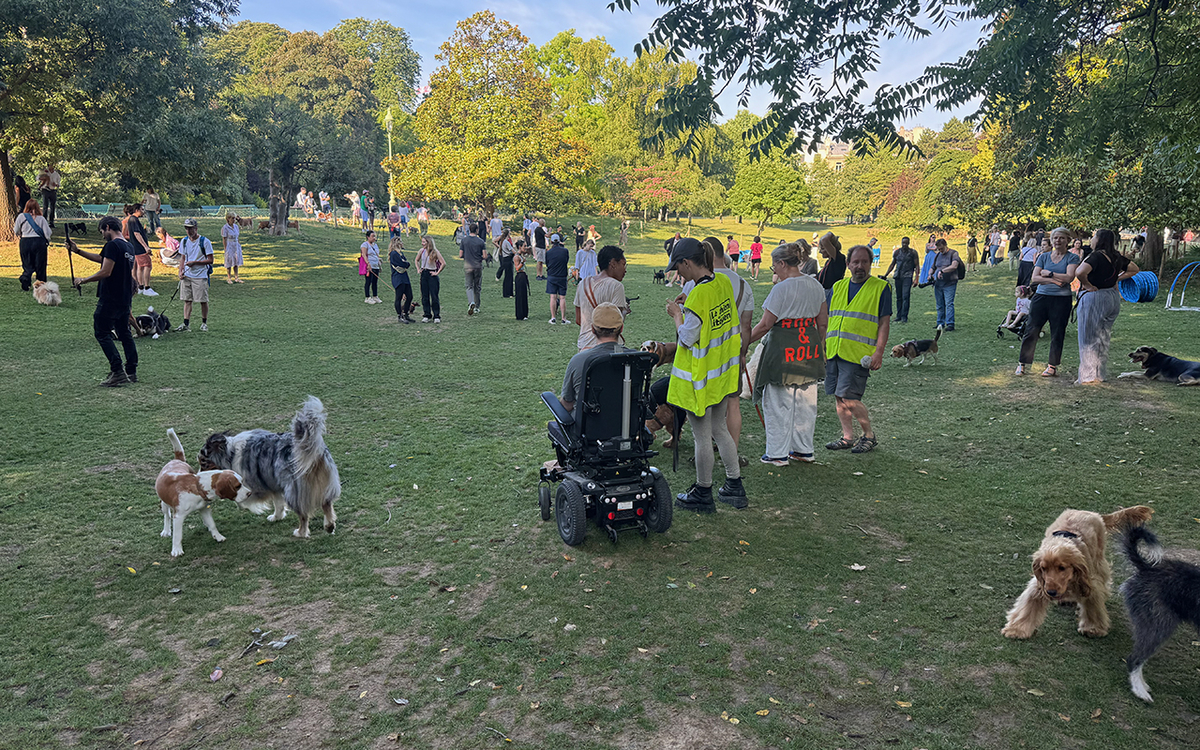 Parc avec des chiens en liberté 