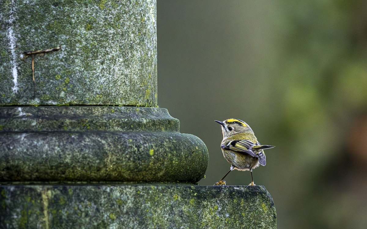 Photo d'un oiseau au Père Lachaise