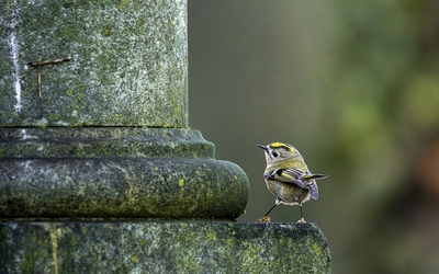 Photo d'un oiseau au Père Lachaise