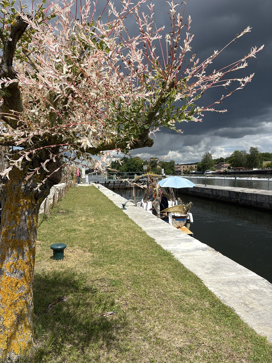 La péniche de Mr. et Mr au fil de l'eau avec un bel arbre fleuri