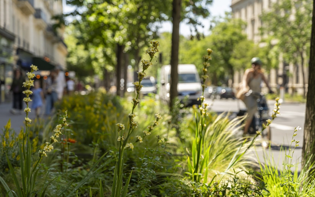 Vue sur les nouvelles bandes plantées avenue Parmentier