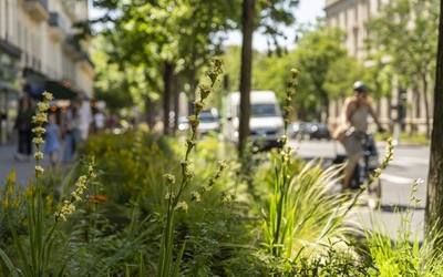 Vue sur les nouvelles bandes plantées avenue Parmentier