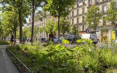 photo de détail des bandes plantées le long de l'avenue Parmentier