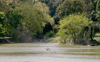 Mouettes sur le lac du Parc Montsouris.
