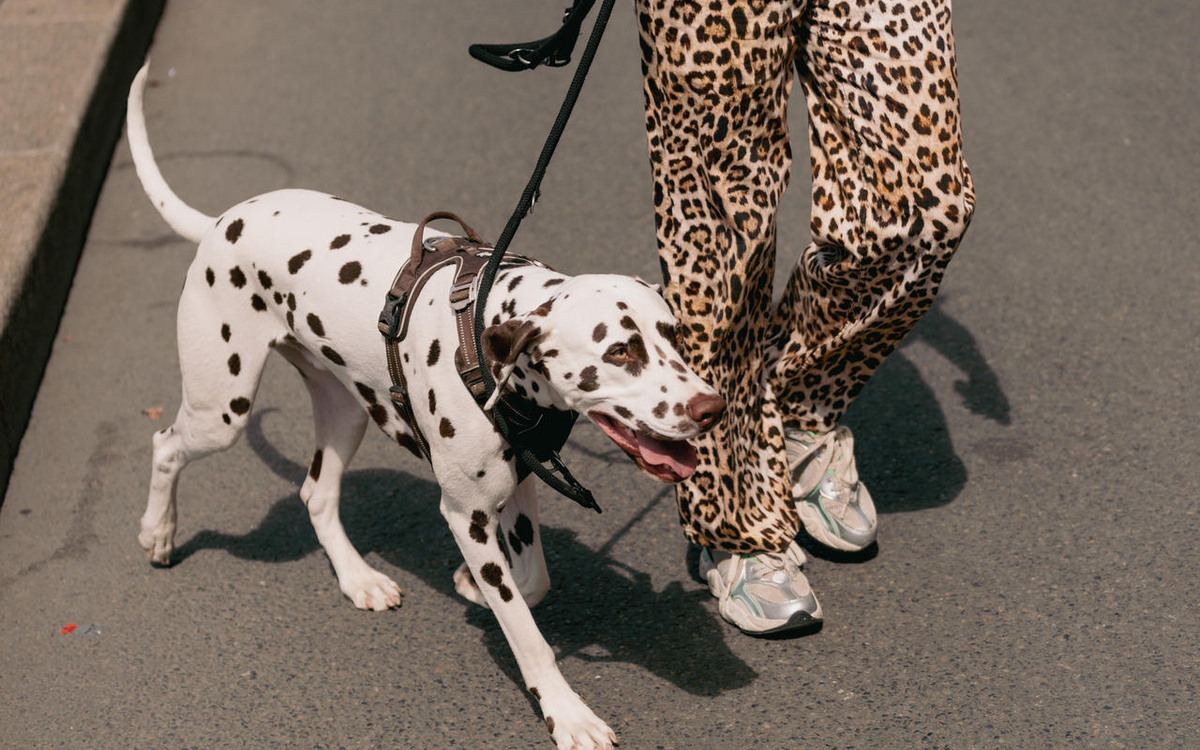 dalmatien en laisse