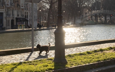 chien sur le canal Saint-Martin
