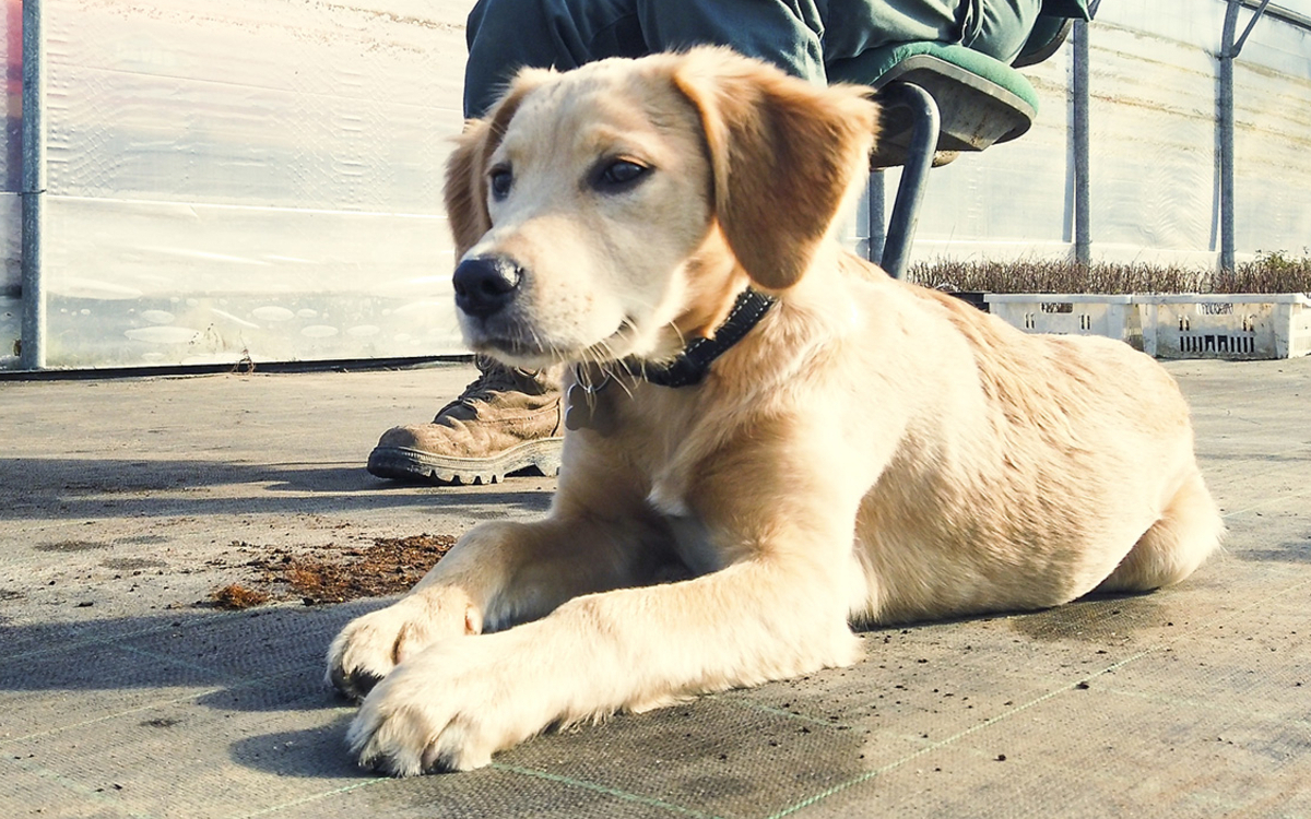 Chien à Paris