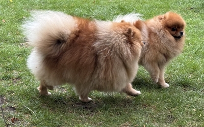 chiens