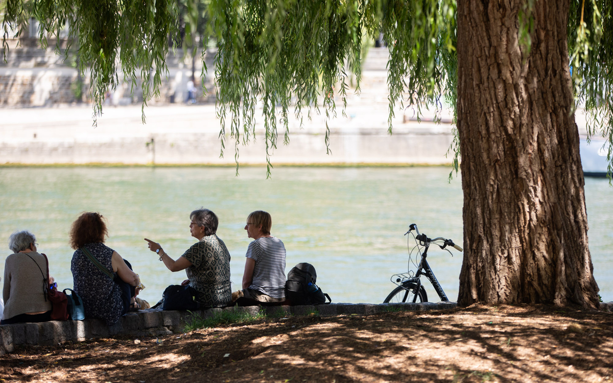 Des seniors sous un saule 