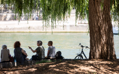 Des seniors sous un saule 