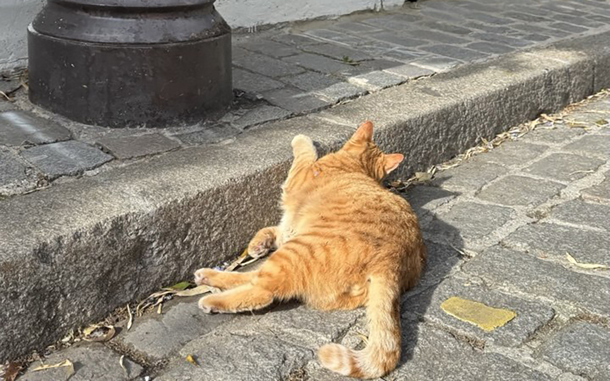 Photo d'un chat roux à la campagne à Paris
