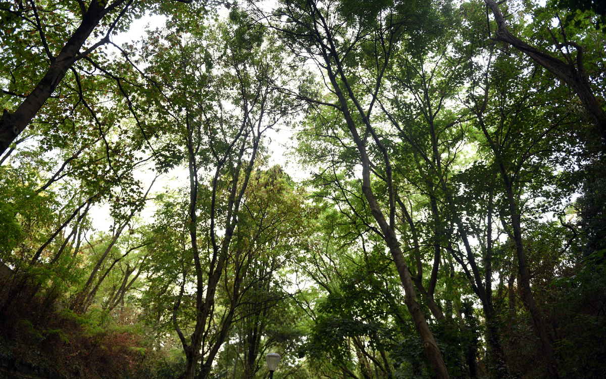 La coulée verte et ses grands arbres majestueux donne une impression de se promener en forêt. 