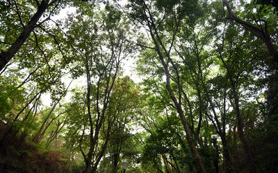 La coulée verte et ses grands arbres majestueux donne une impression de se promener en forêt. 