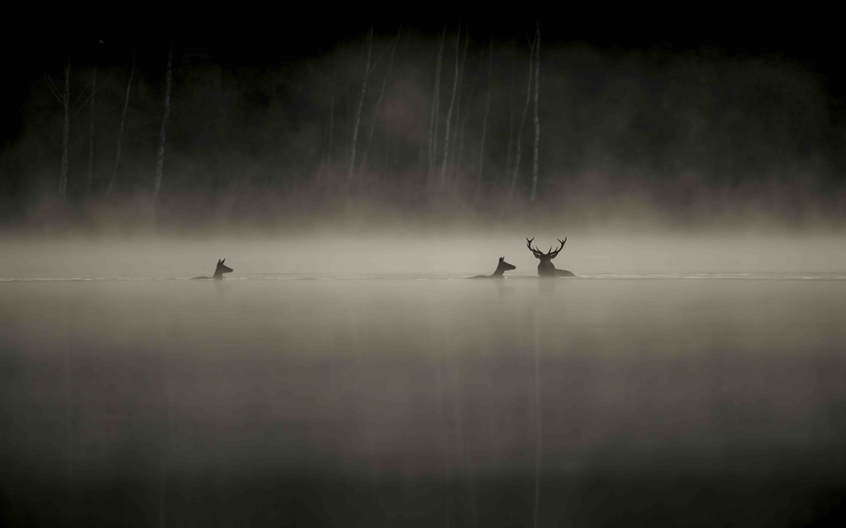 Le Chant des forêts de Vincent Munier 