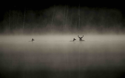 Le Chant des forêts de Vincent Munier 