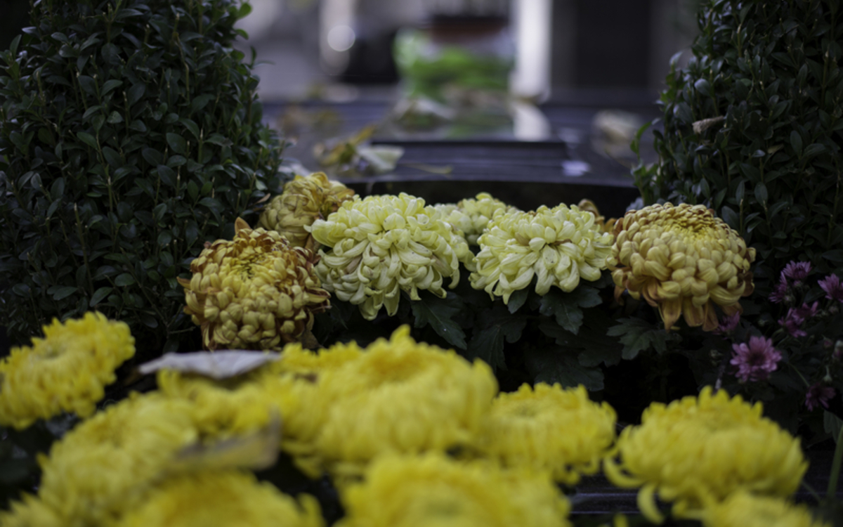 Chrysanthèmes jaunes