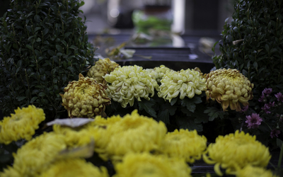 Chrysanthèmes jaunes