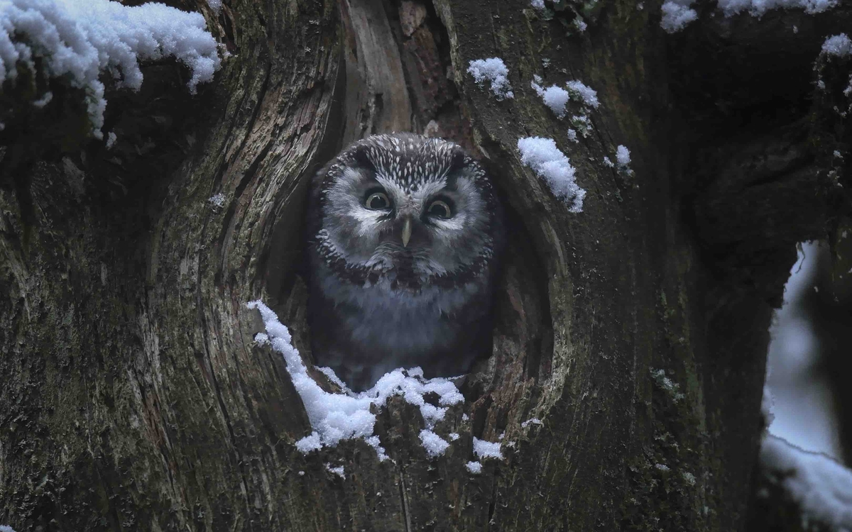 Le Chant des forêts de Vincent Munier 