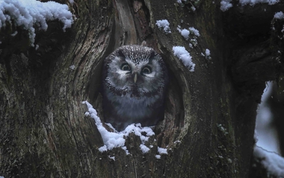 Le Chant des forêts de Vincent Munier 