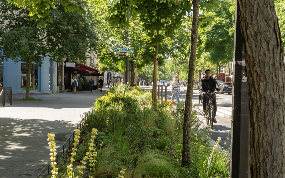 Arbres plantés sur l'avenue Parmentier